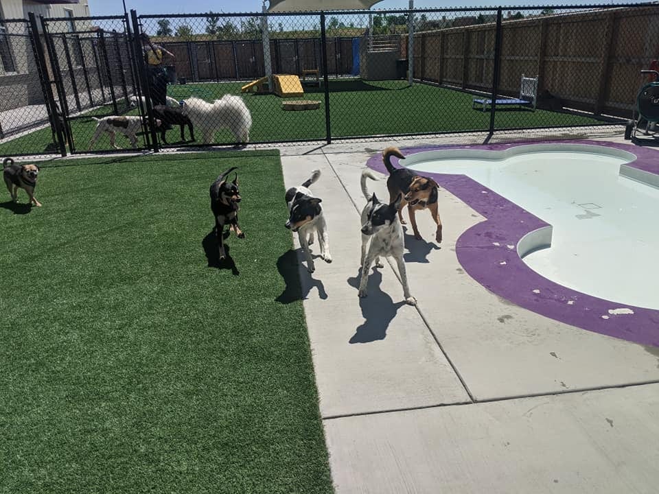 City Bark Centennial, photo 4