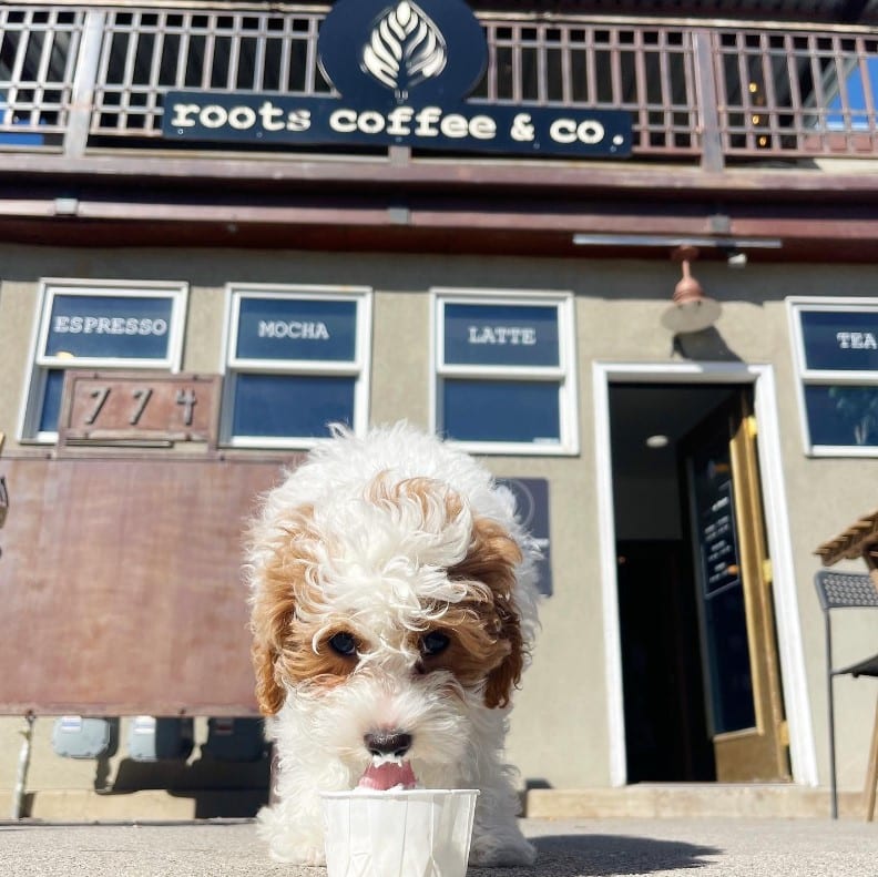 Roots Coffee Salt Lake City, photo 2