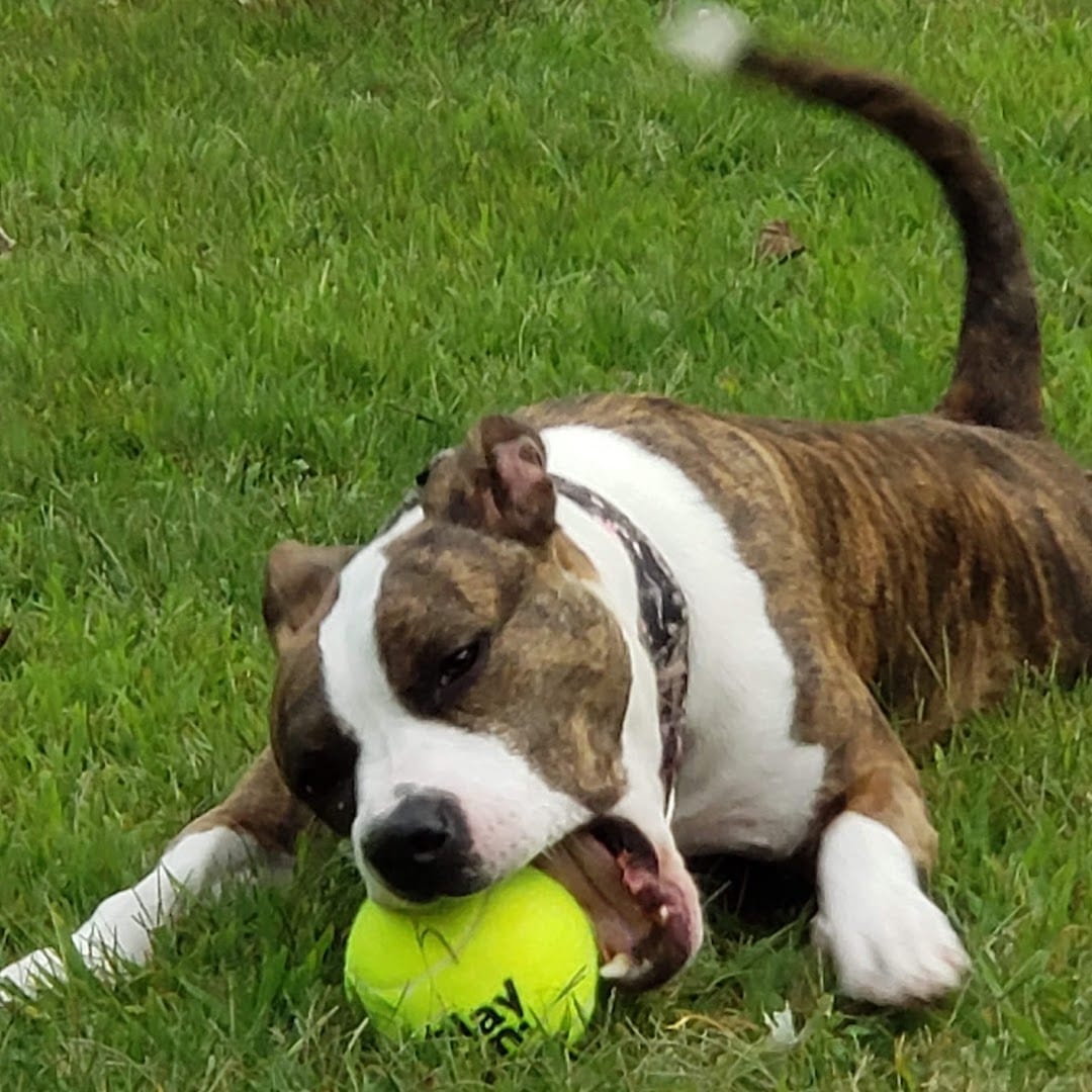 Pet Supplies Plus Battle Creek, photo 3