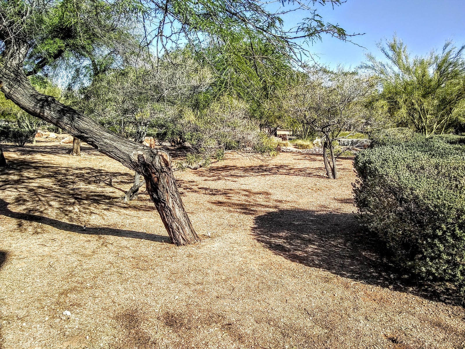 Tenaya Medical Park