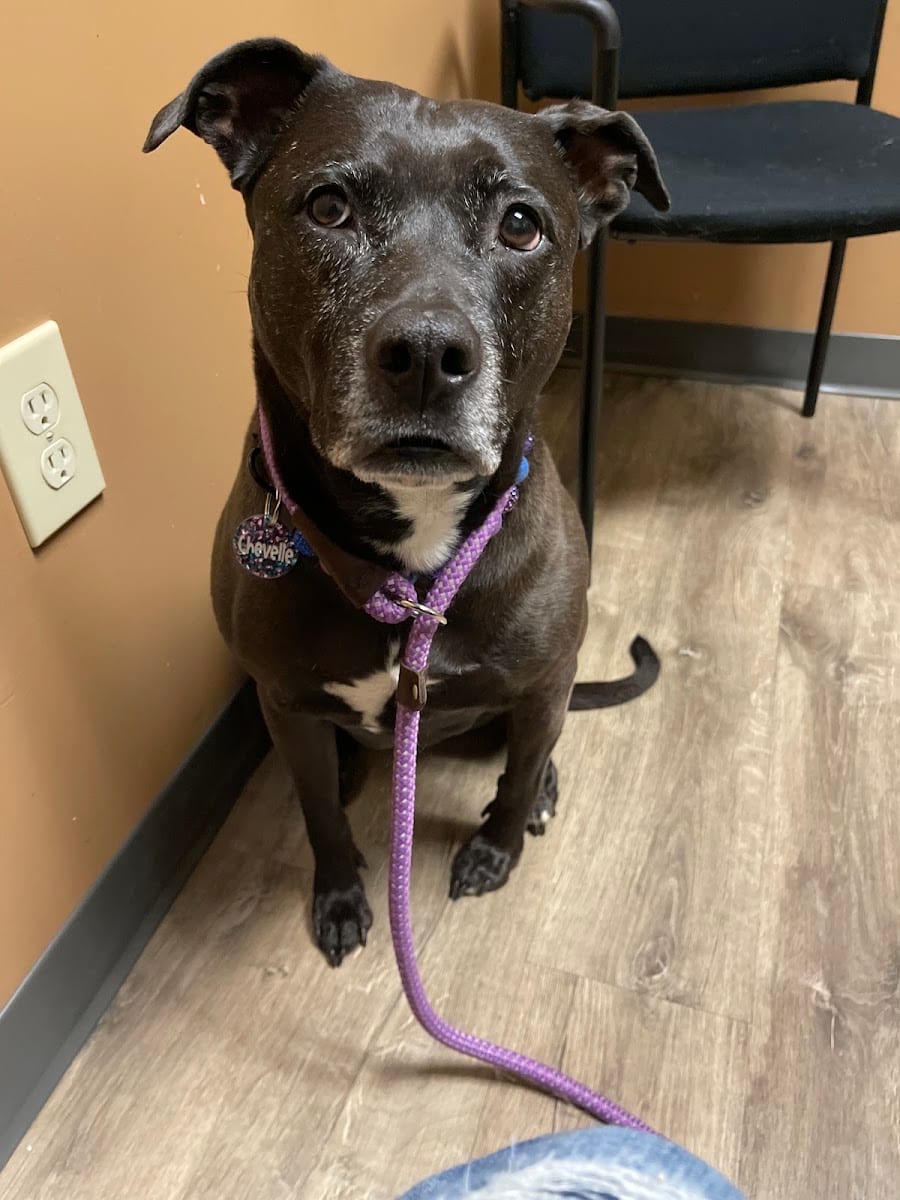 Best Friends Animal Hospital, photo 3