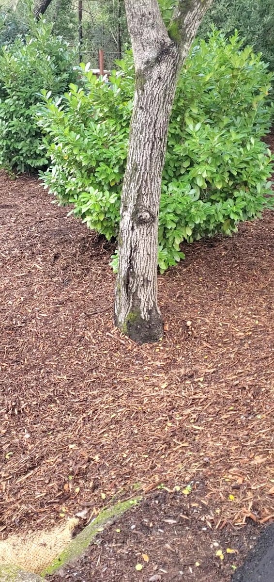 Tony's Landscaping and tree services, photo 3