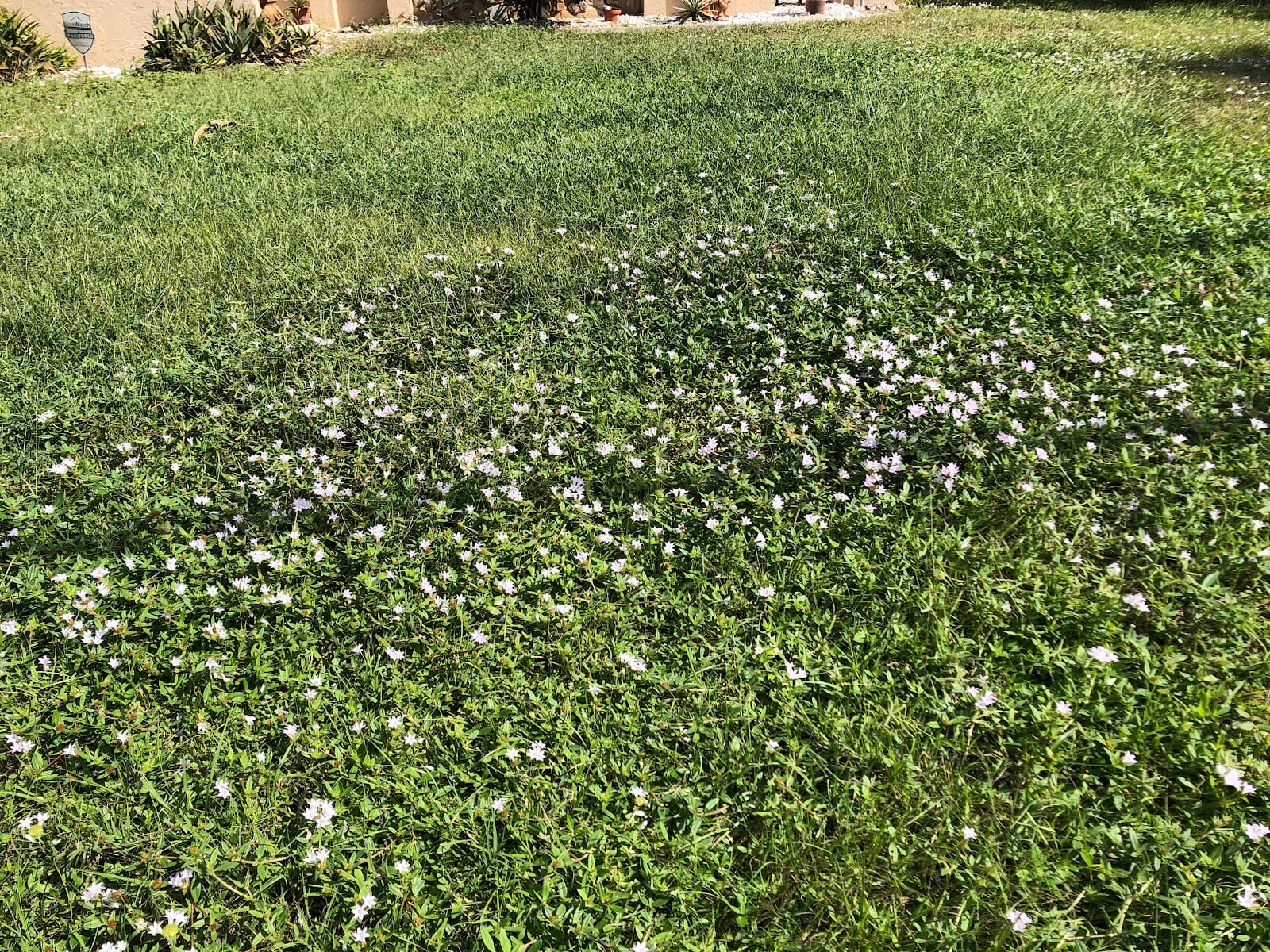 Massey Services GreenUP Lawn Care Service, photo 2