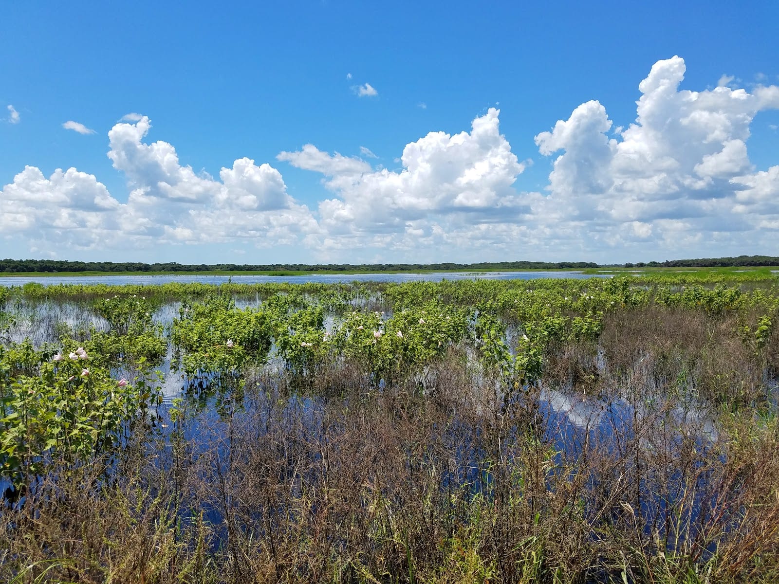 Myakka River State Park - Fox's Low Road Trail Head