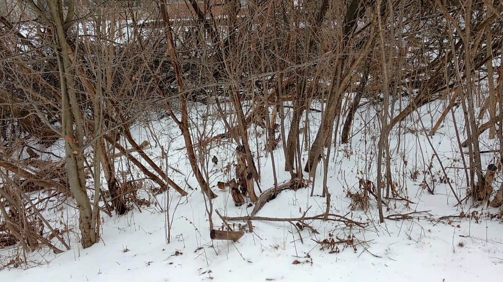 Hillcrest Heights Park, photo 2