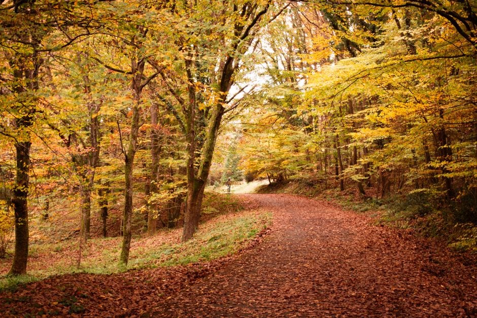 Illustrative autumn forest path; not Morosini Reserve
