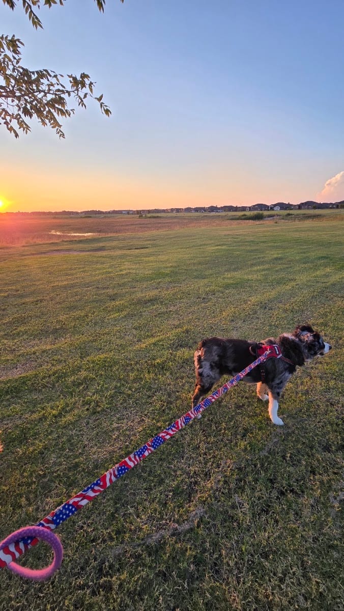 Bell Farms Park