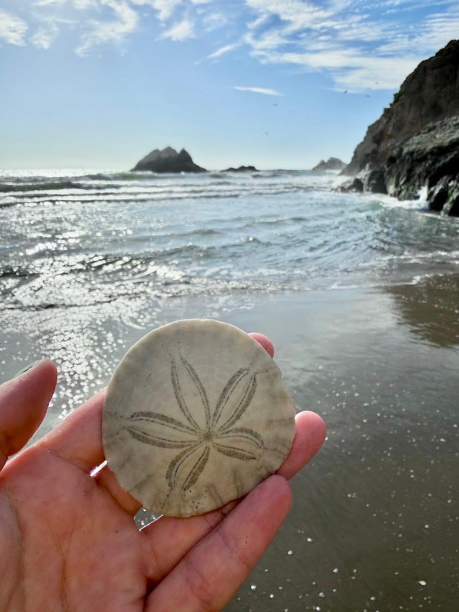 Ocean Beach Soccer Fields™, photo 3