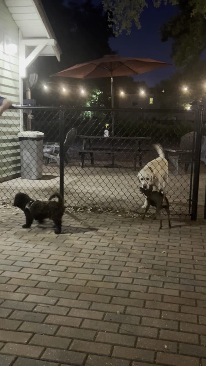 Hair of the Dog Park, photo 4