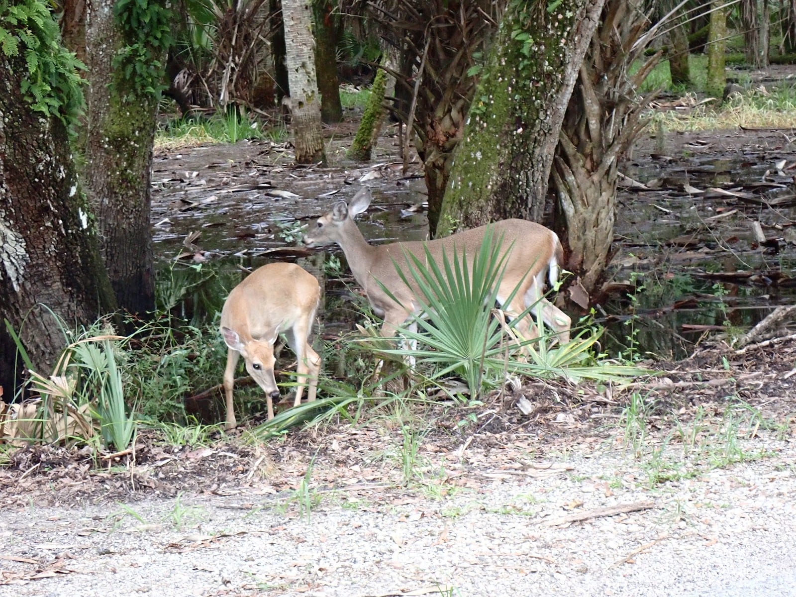 South Pavilion- Myakka River State Park