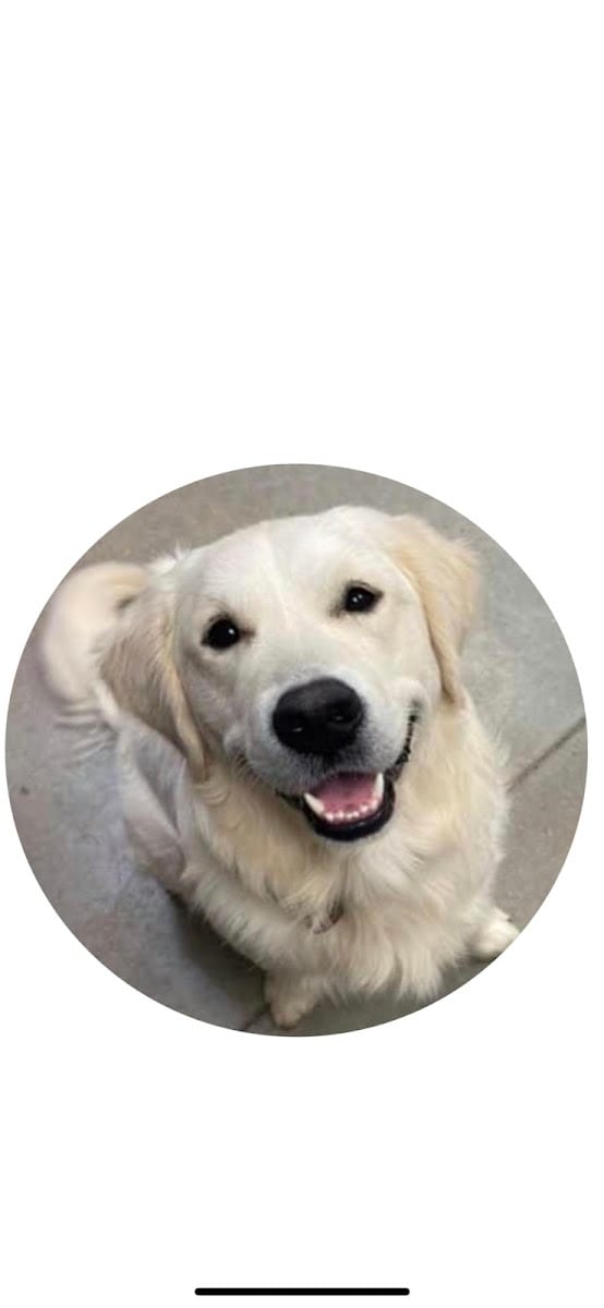Animal Dermatology Clinic
