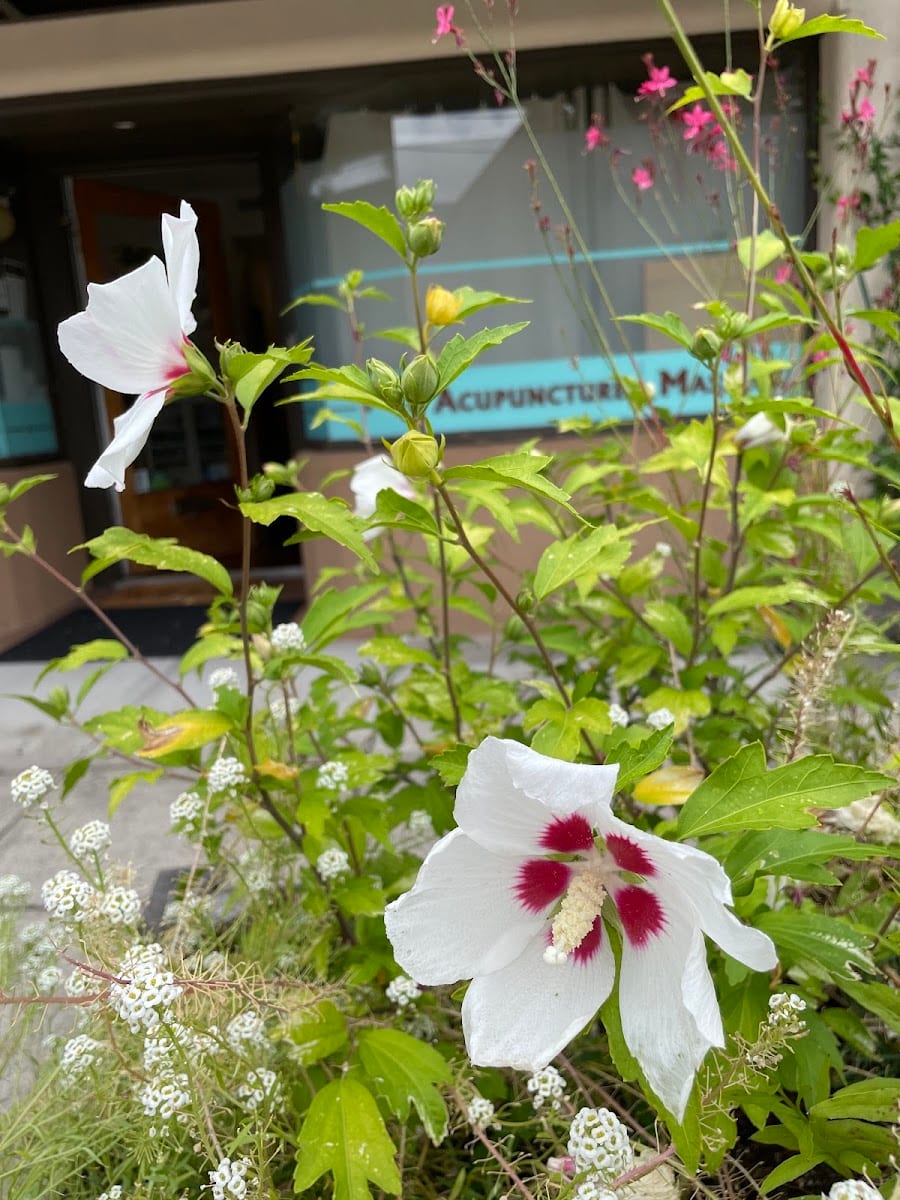 Shalena Havens Acupuncture, photo 3
