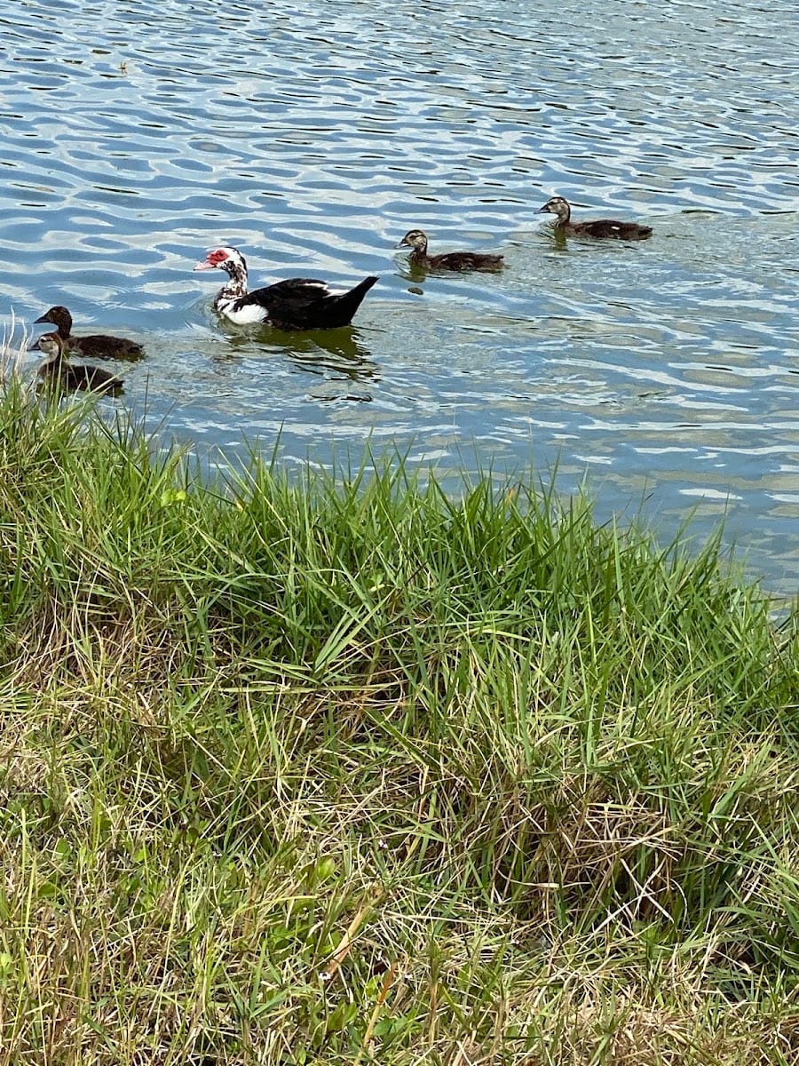 Lime Lake Park
