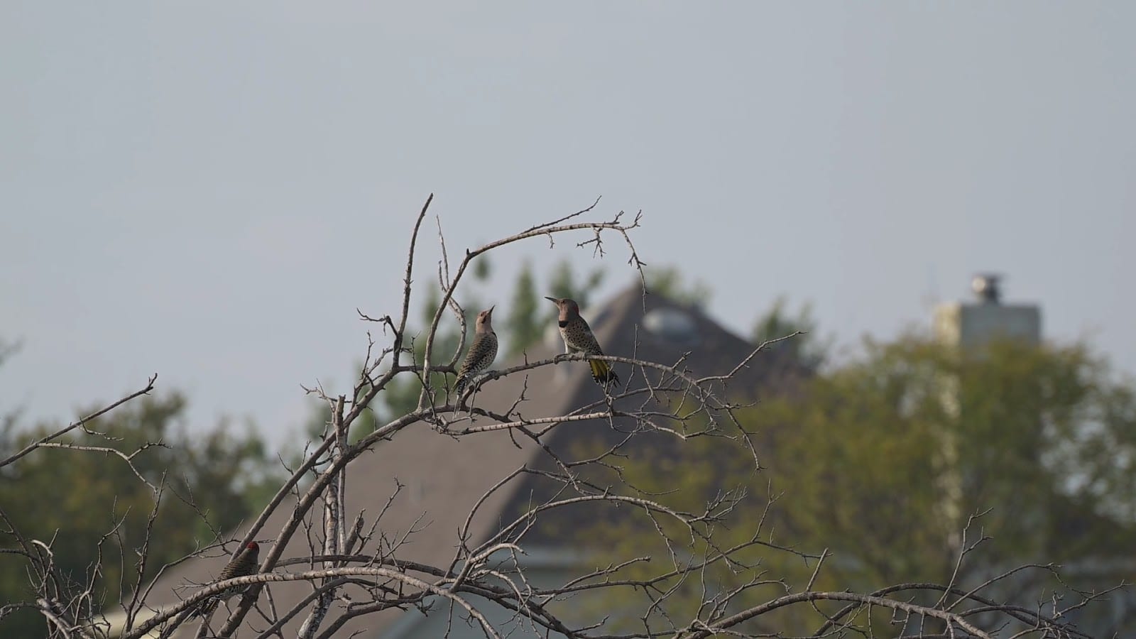 The Colony's Lakeshore Trail, photo 2