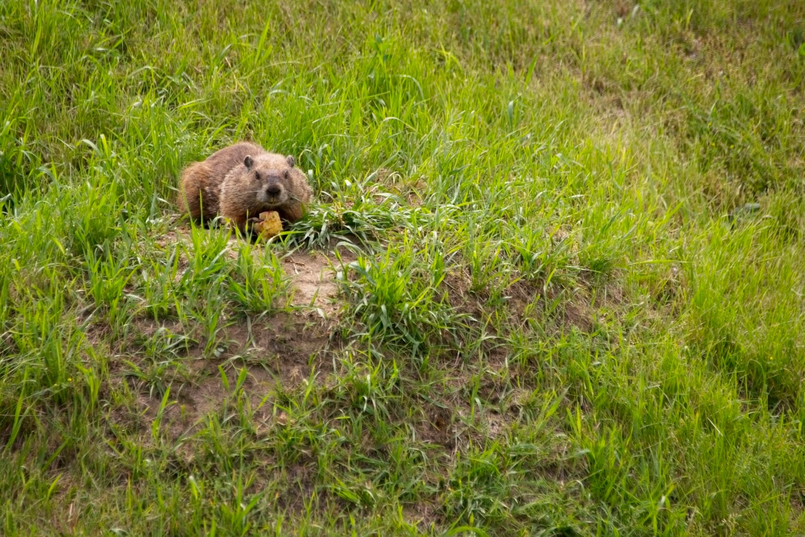 Groundhog playground