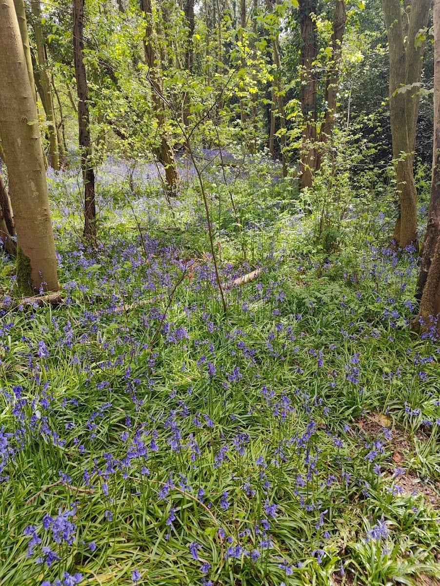 Lion Wood, photo 3