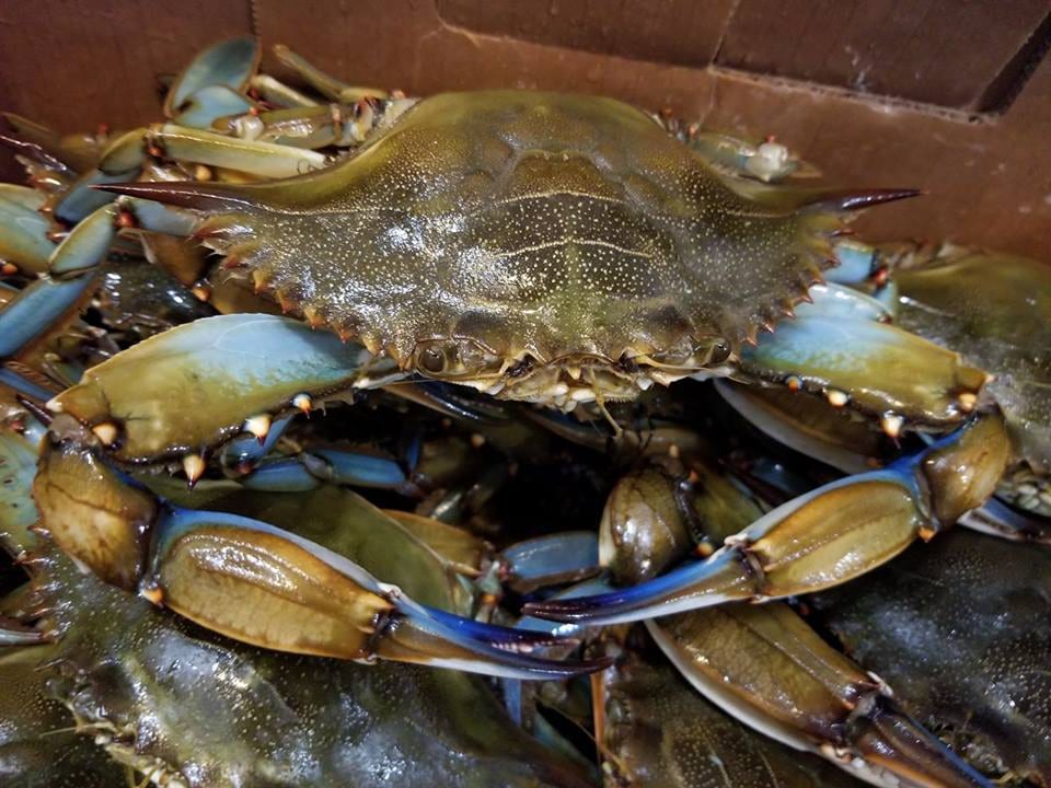 Buddy Gandy's Seafood