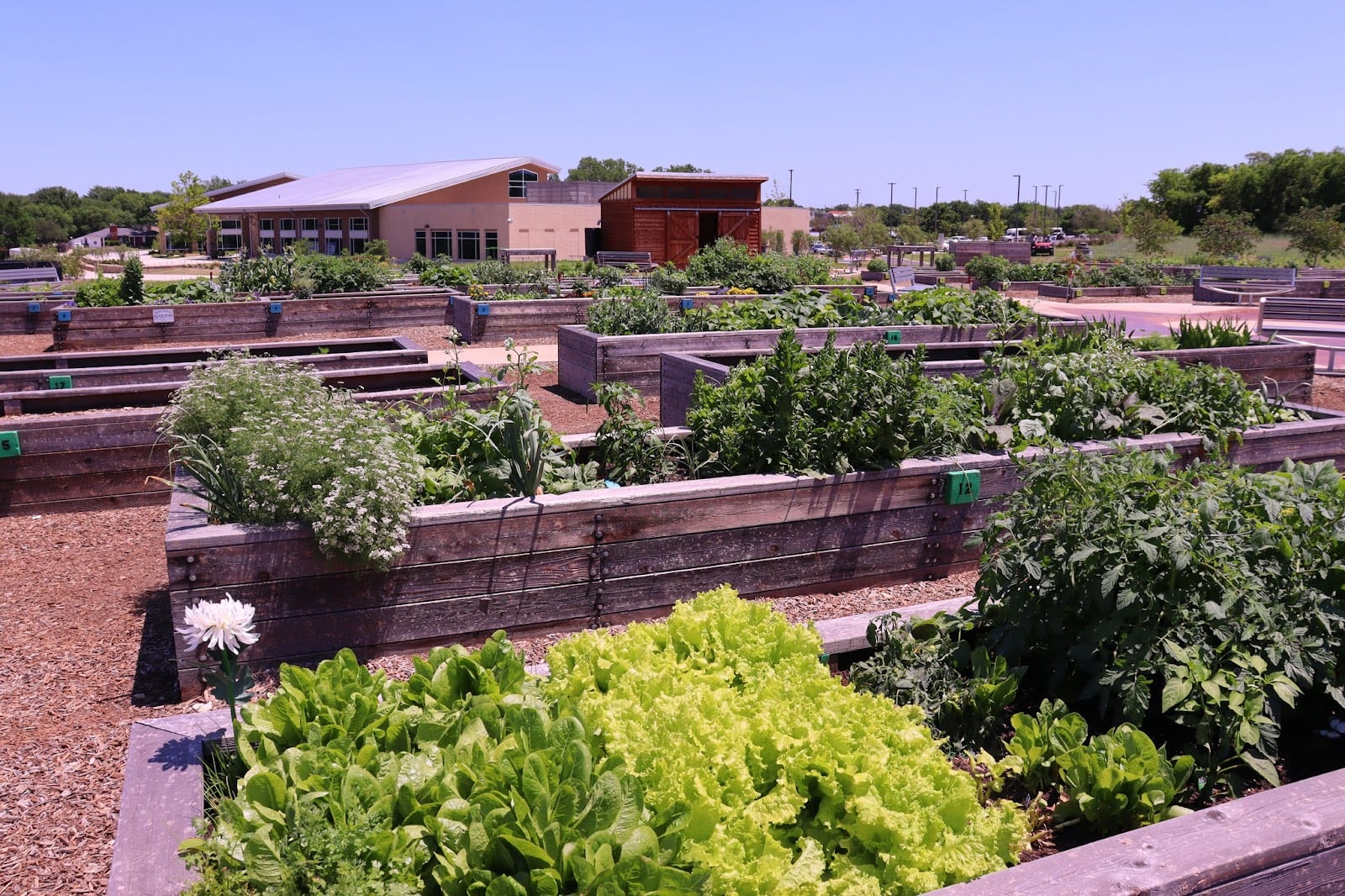 The Harvest at Frisco Commons