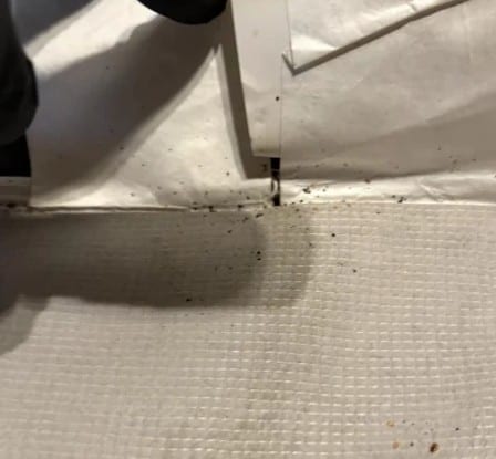 All Clear Bedbug Removal, photo 3