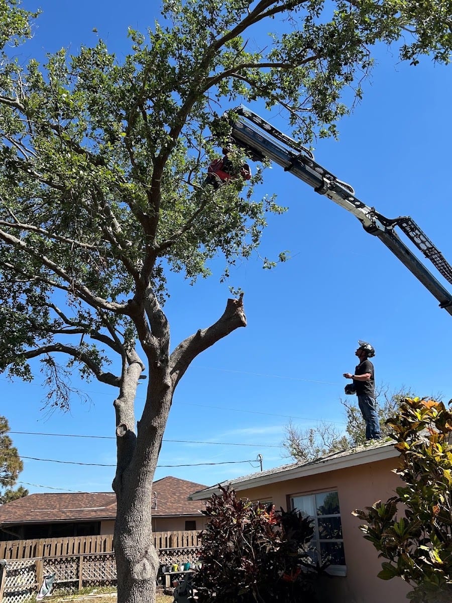 My Florida Tree Guys, photo 3