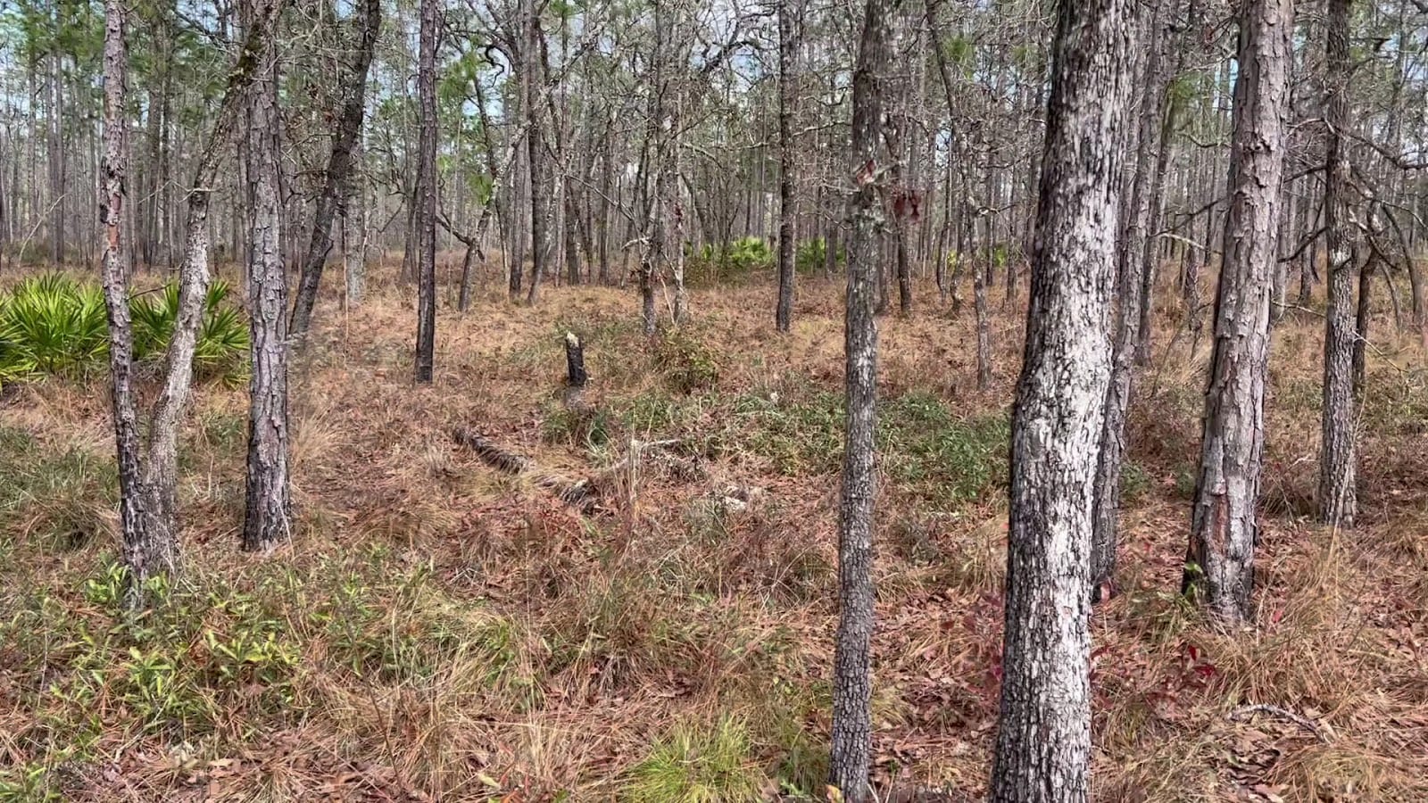 Jennings State Forest, photo 2