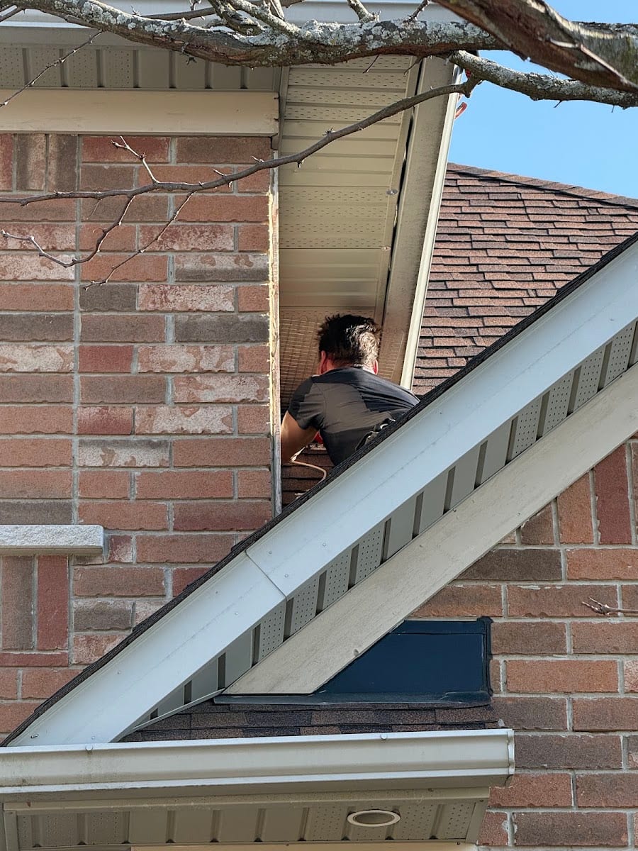 Icon pest control & wildlife removal in Richmond Hill, photo 4