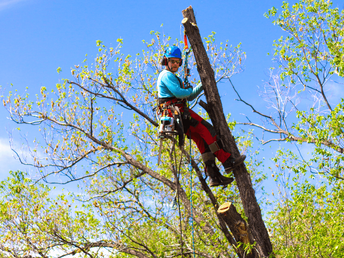Tree Service Sarasota LLC, photo 4