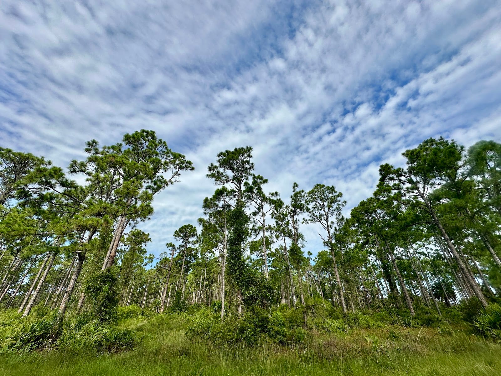 Babcock Webb Wildlife Management Area, photo 2