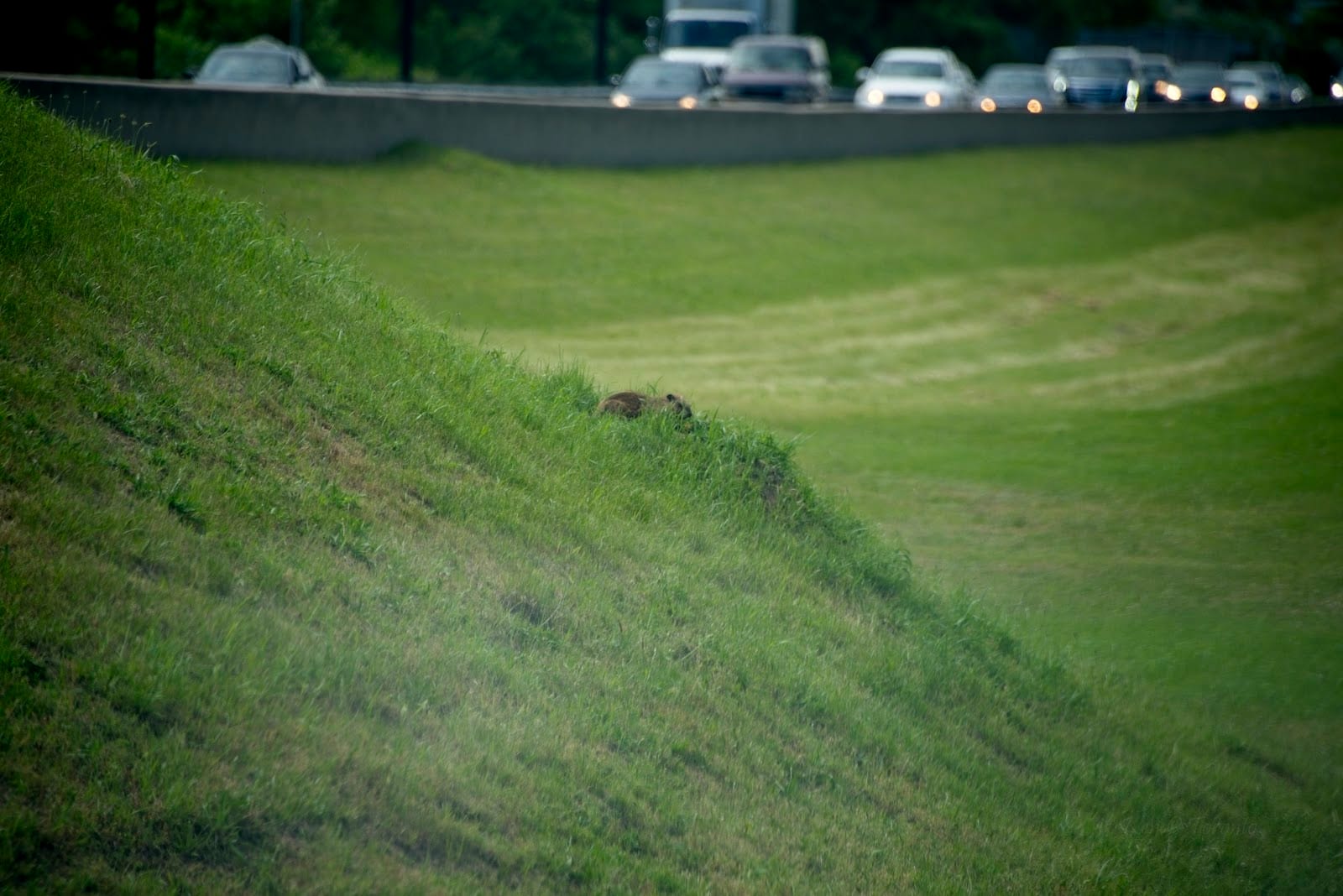 Groundhog playground, photo 2
