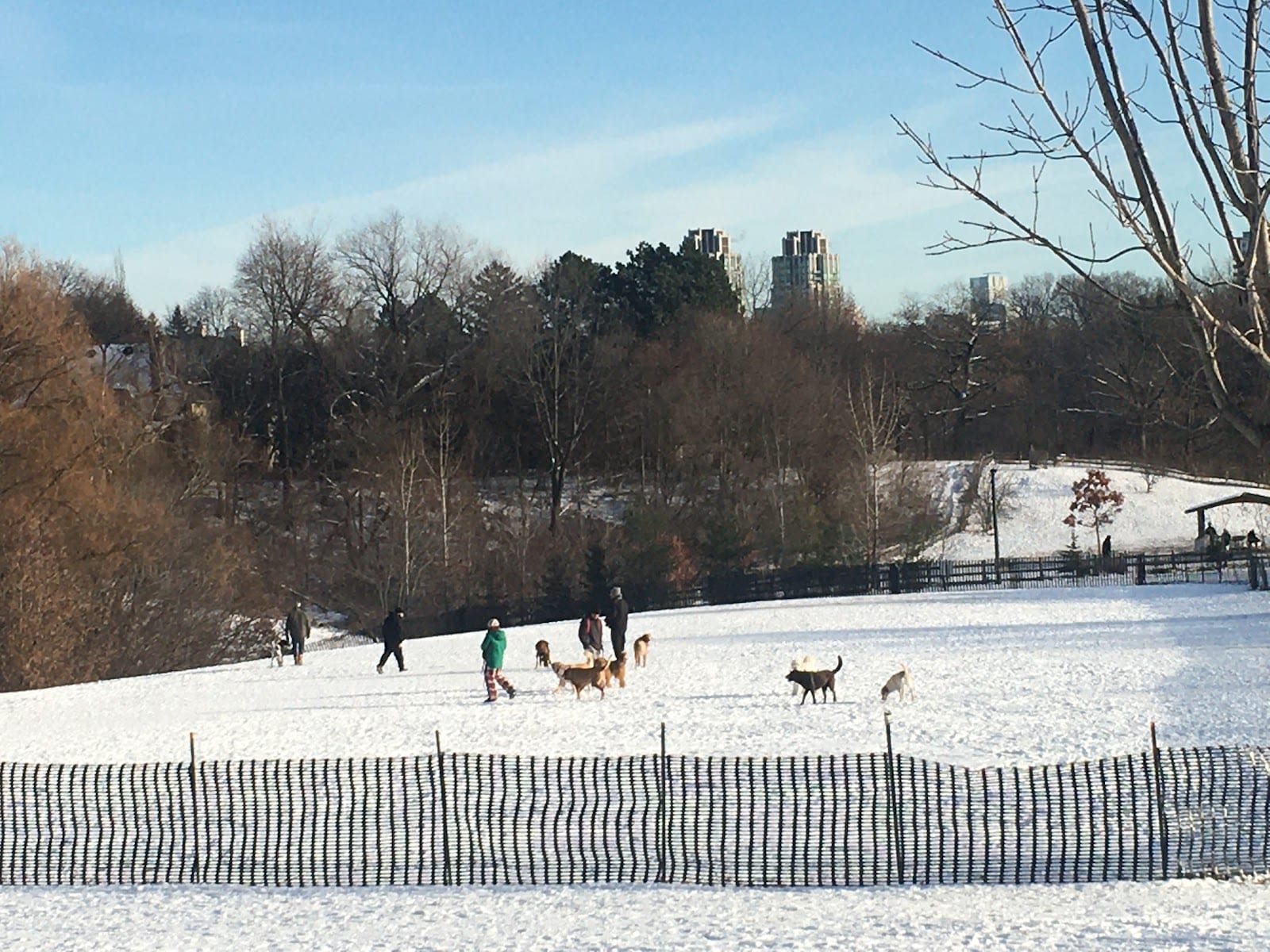 Cedarvale Park Dogs Off-Leash Area, photo 3