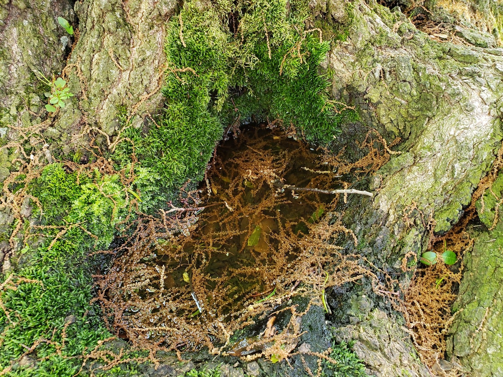 Fleet Street Park, photo 3