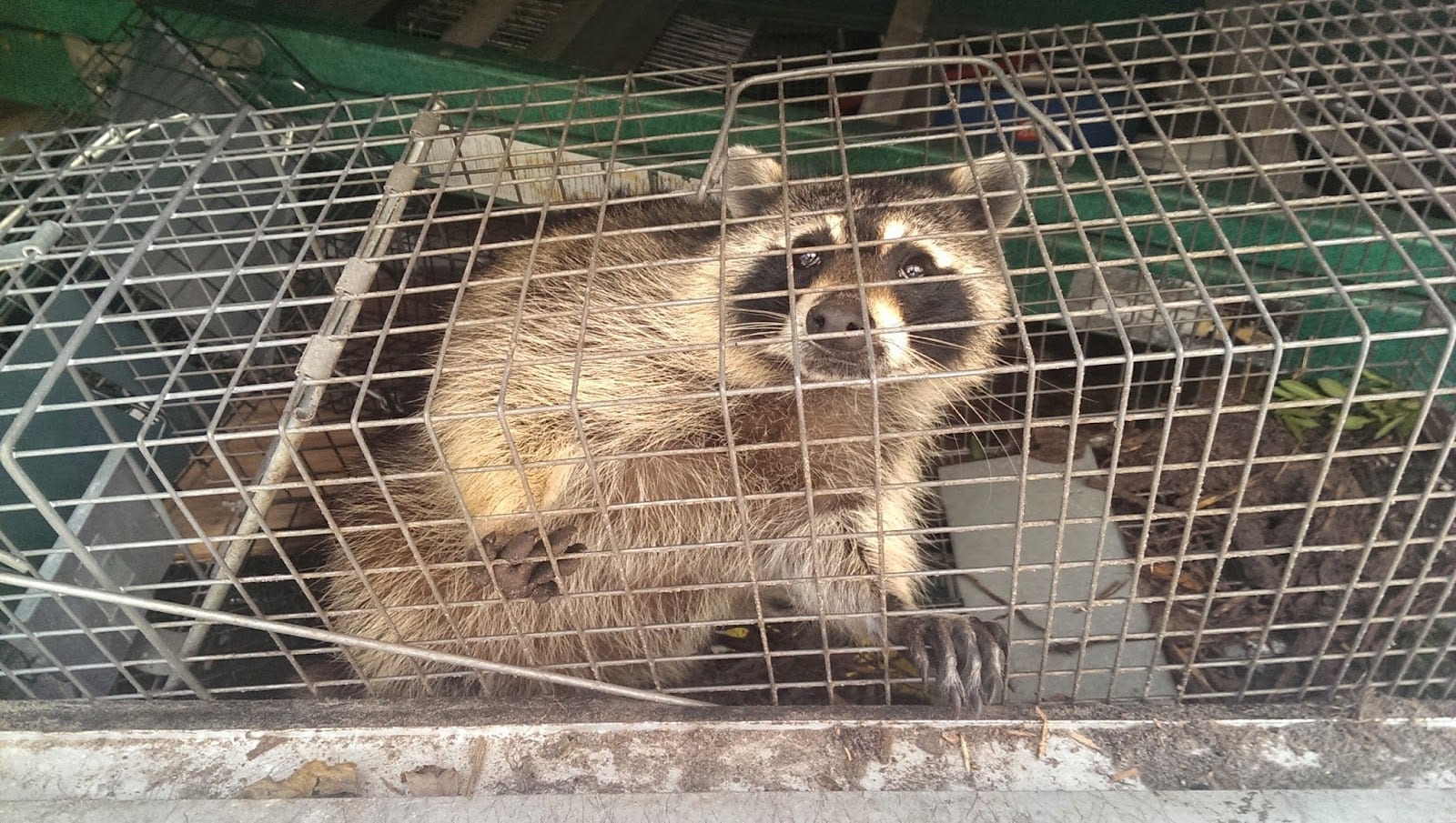 Trap Kings Animal Trapping & Pest Control Services