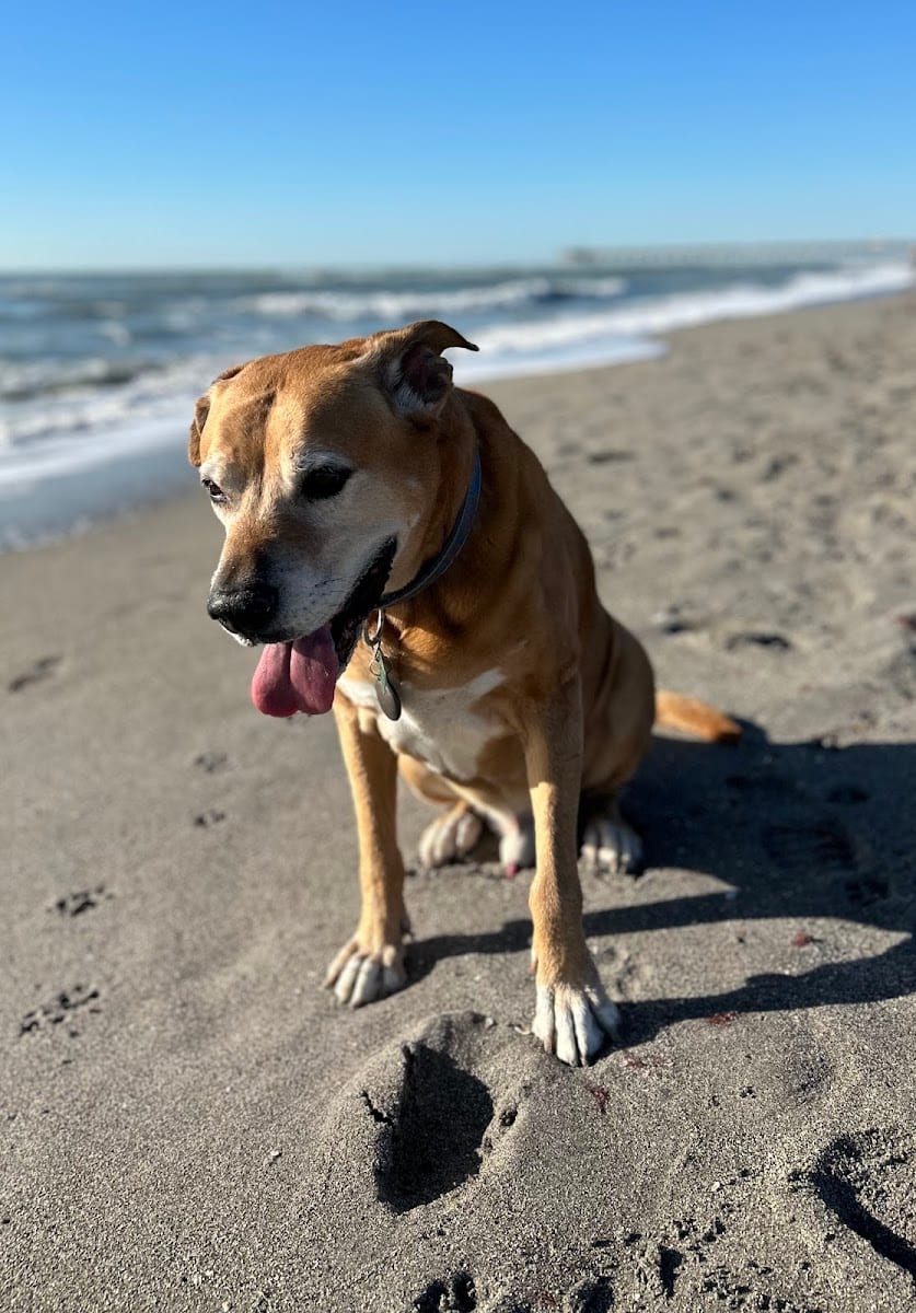 Venice dog beach, photo 3