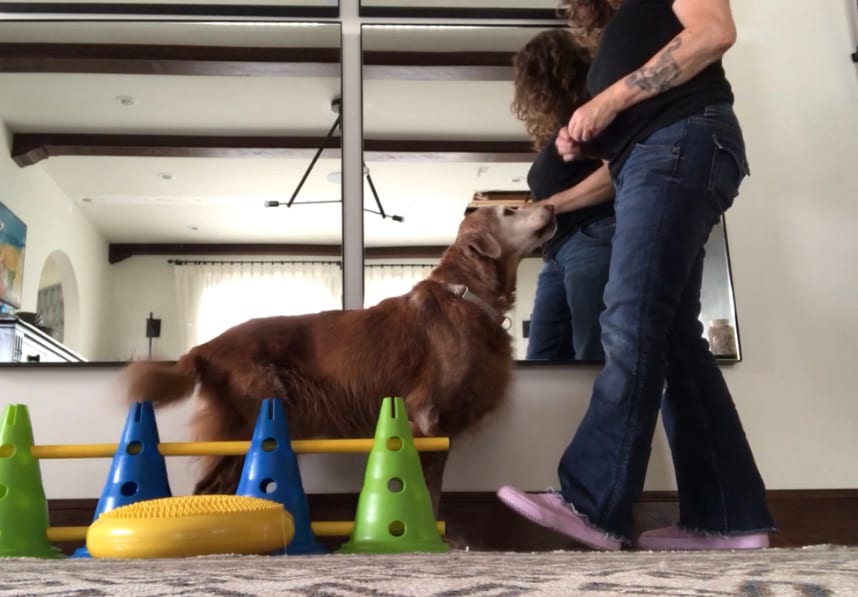 Happy Hounds Massage & Fitness, photo 3