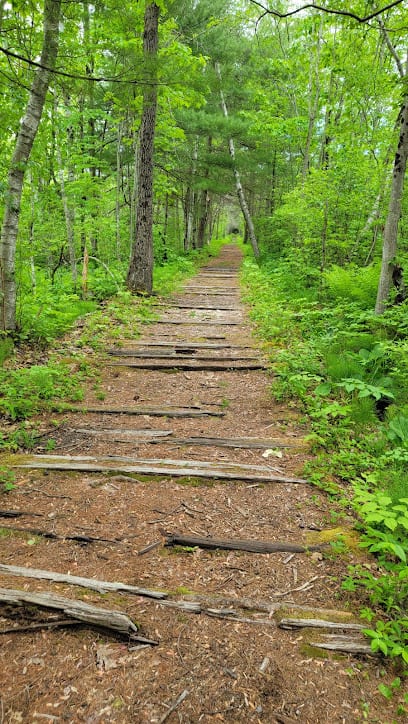 Bog Meadow Brook Trail