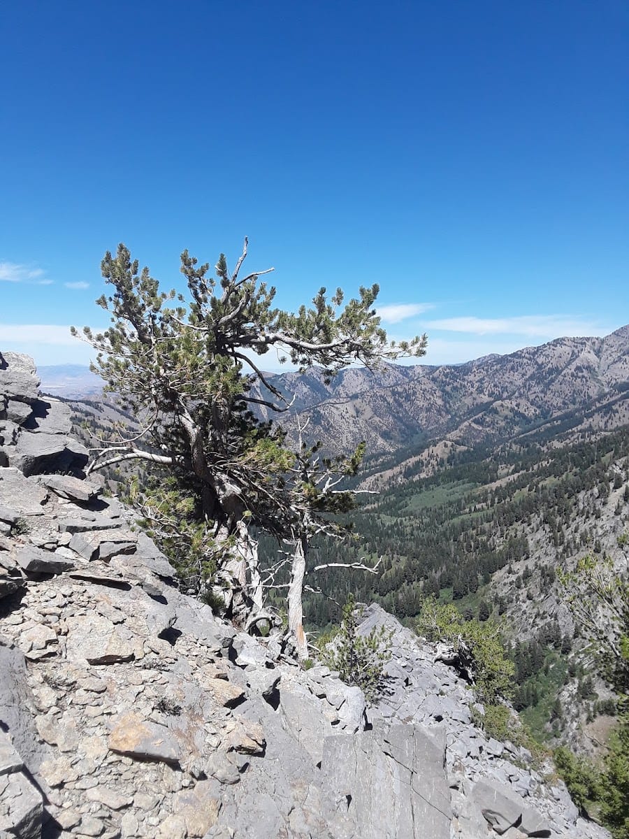 Mount Naomi Wilderness, photo 3