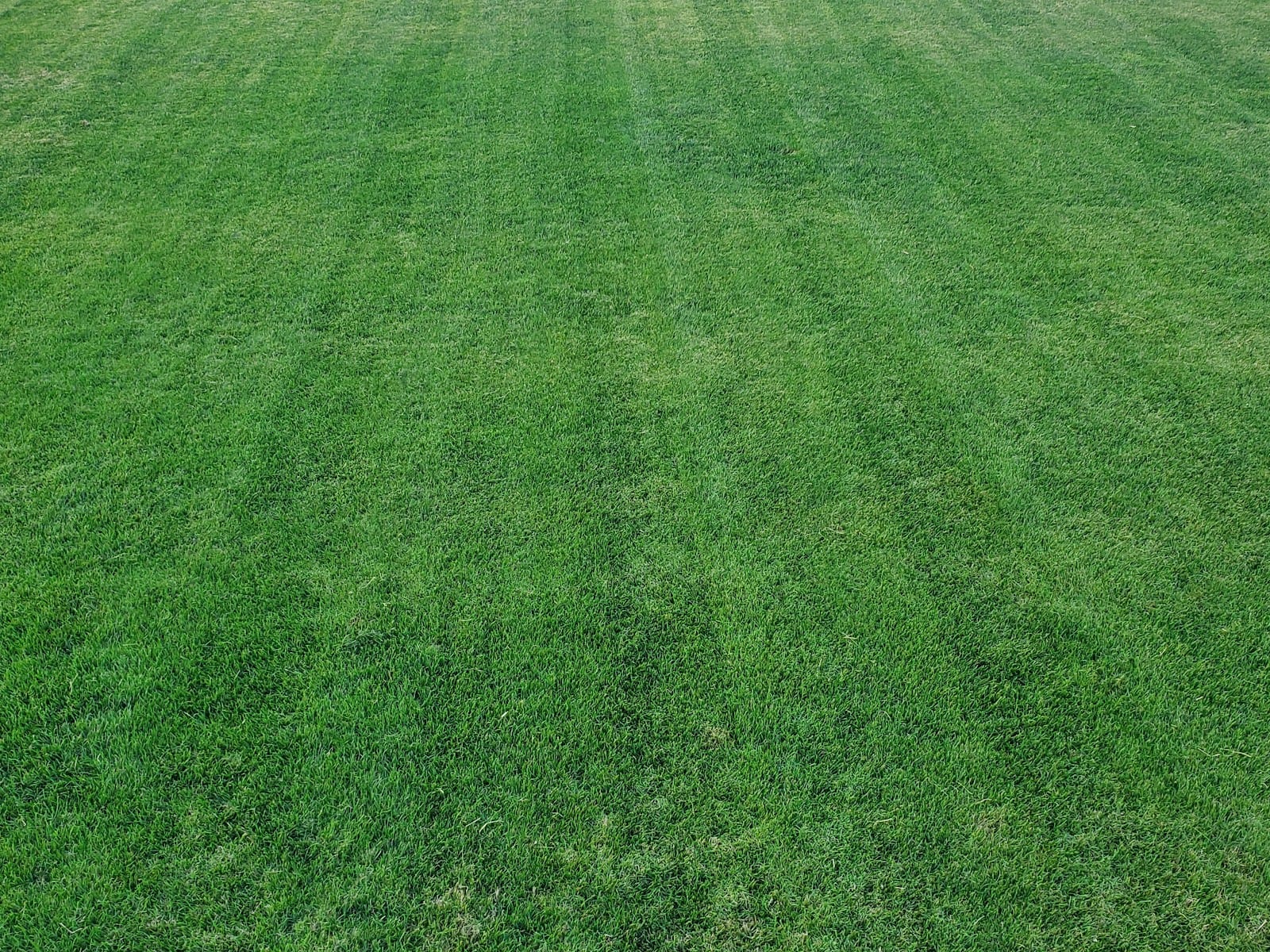 Turf Pro Pest Control, photo 3