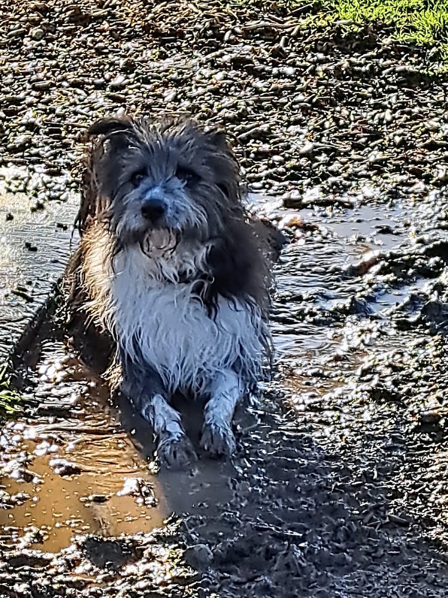 Kellogg Zaher Dog Park, photo 3