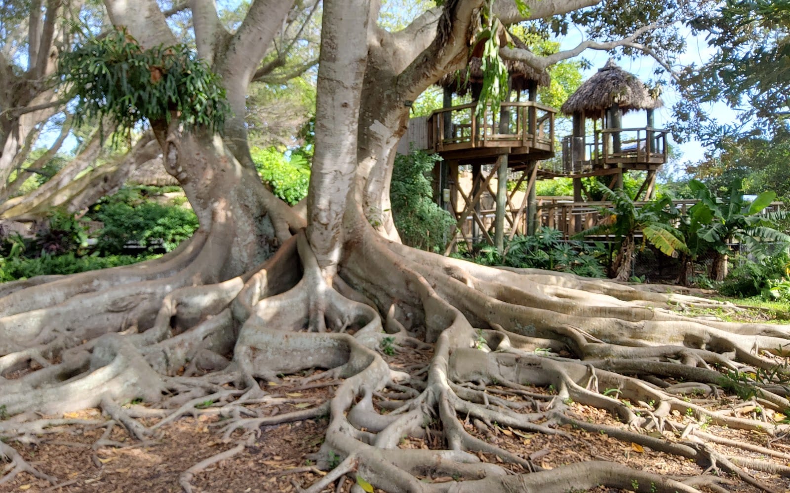 Marie Selby Botanical Gardens Downtown Sarasota, photo 4