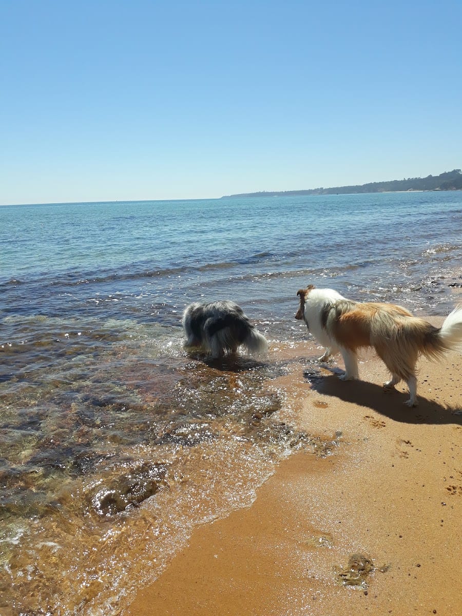 Hawker Beach Dog Friendly Off Leash Area