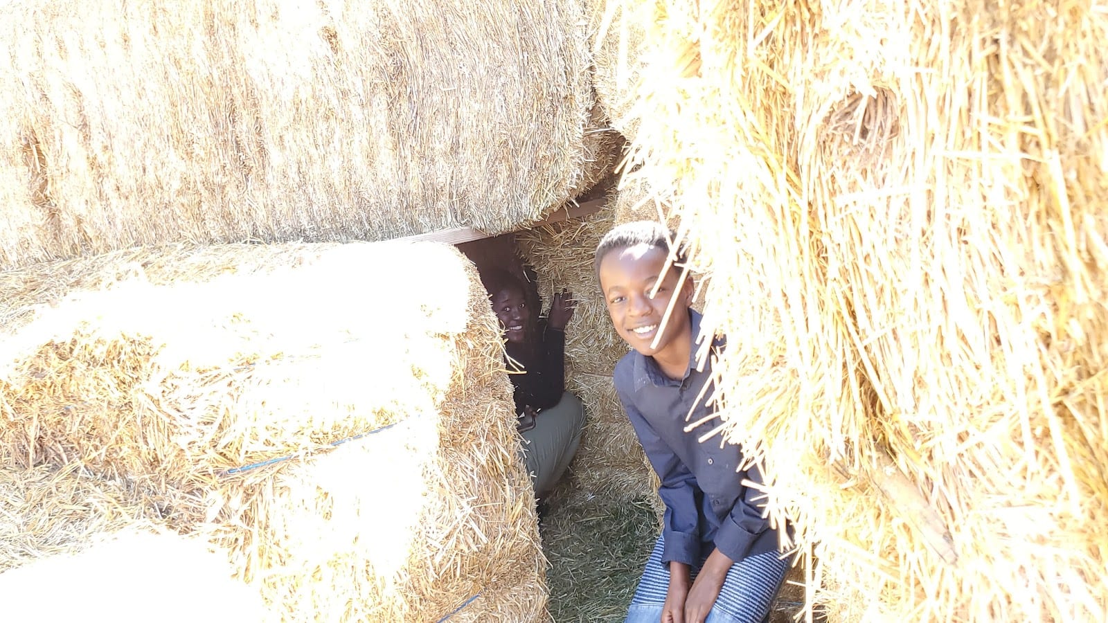 Corn maze