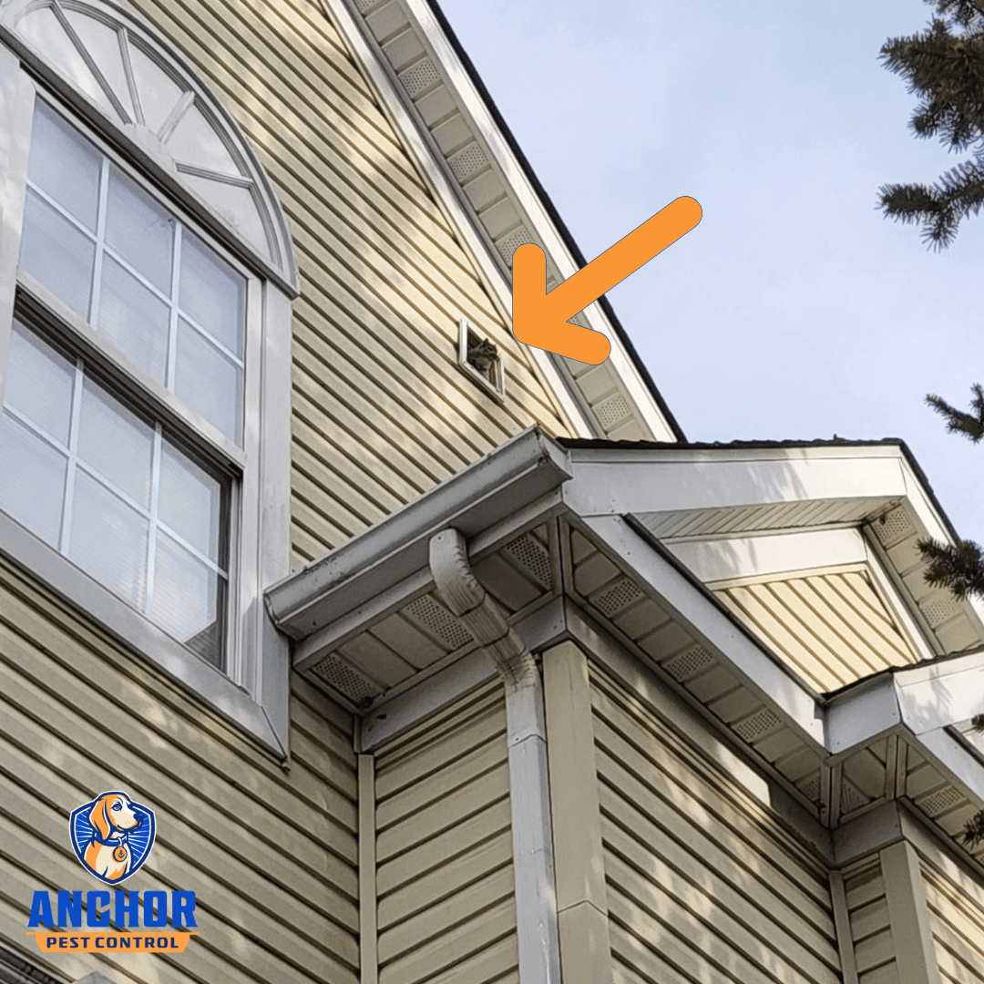 Anchor Pest Control, photo 4