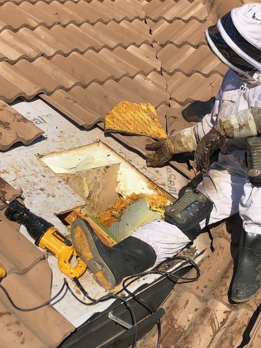 Russell Bee & Hornet Removal