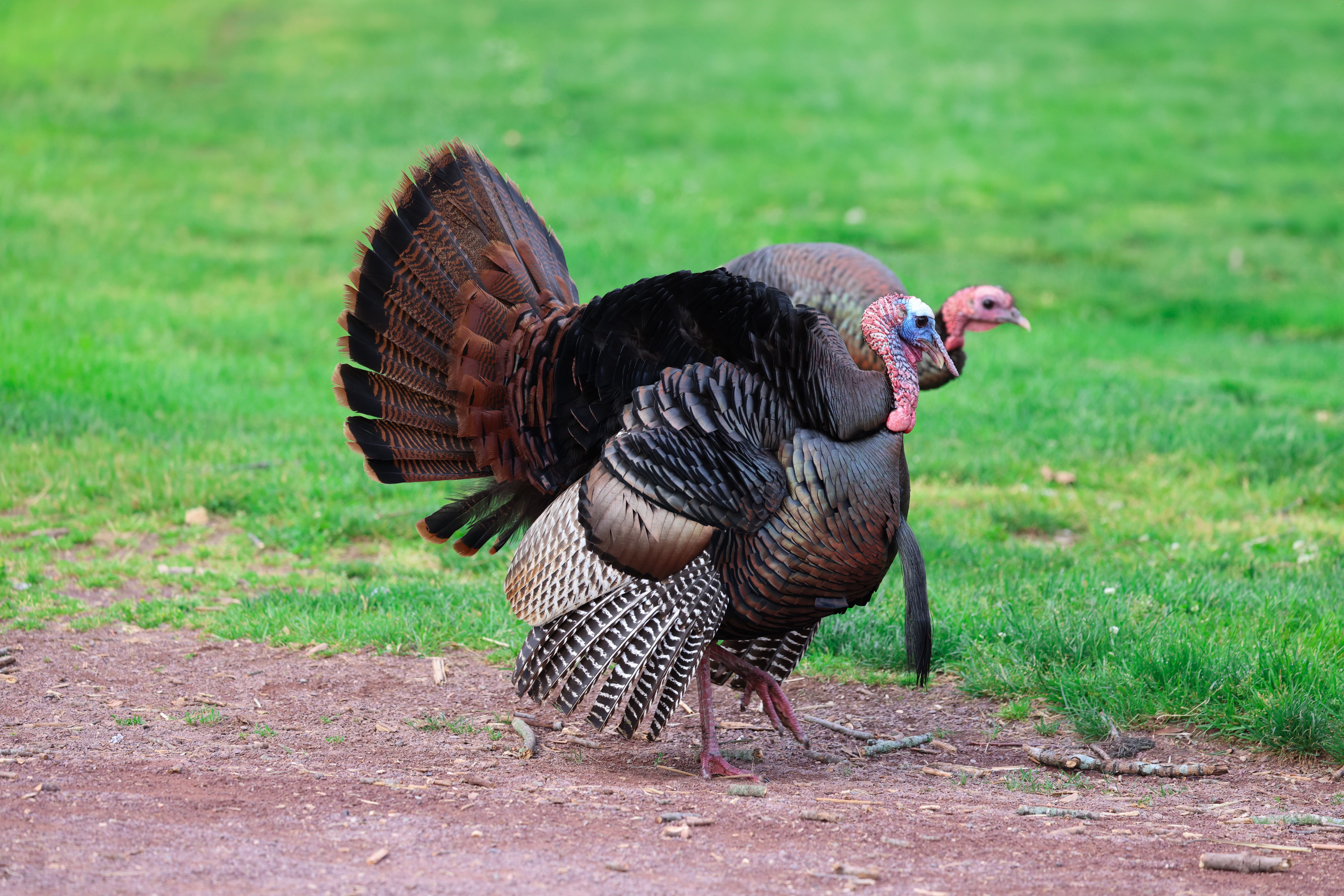 Double Peak’s Turkey Trot Has a Six-Figure Job to Do