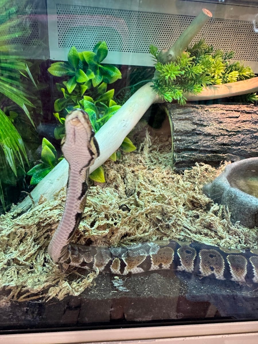 PetSmart, photo 3
