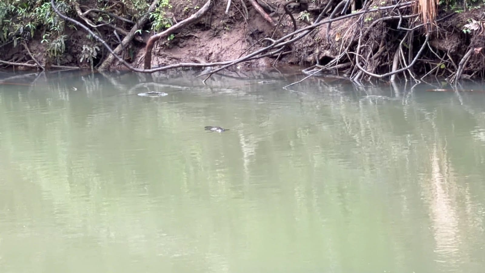 Platypus Lake Trail