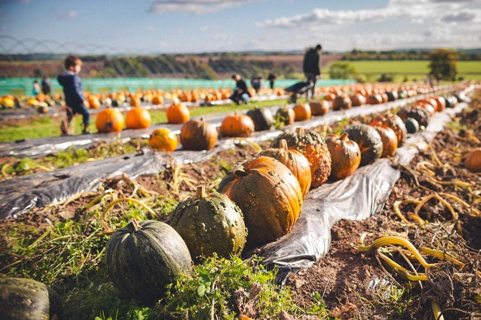 Your 380 Weekend: Fall Fun & Local Favorites | October 16–18, 2026