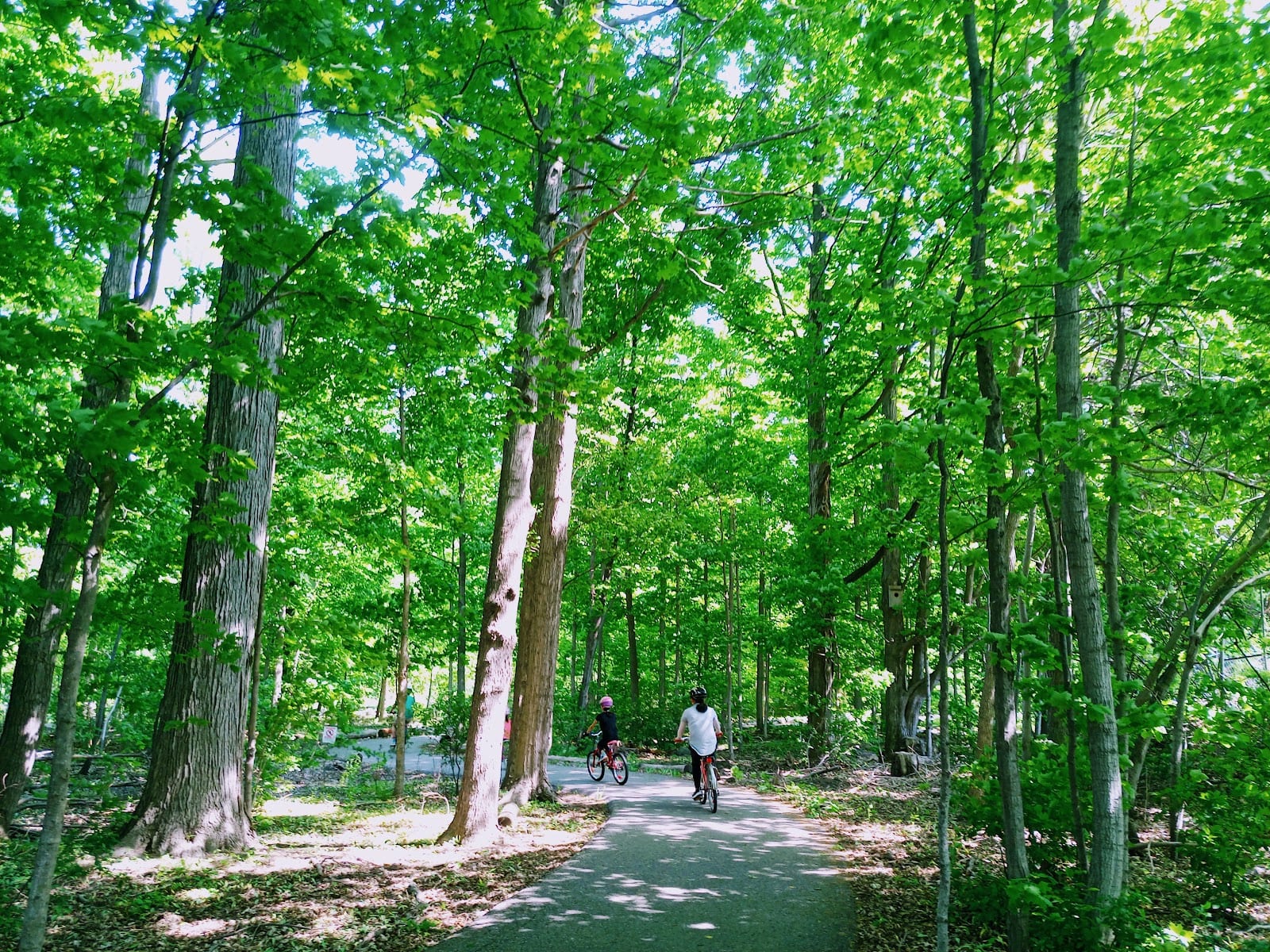 Beaver Woodland