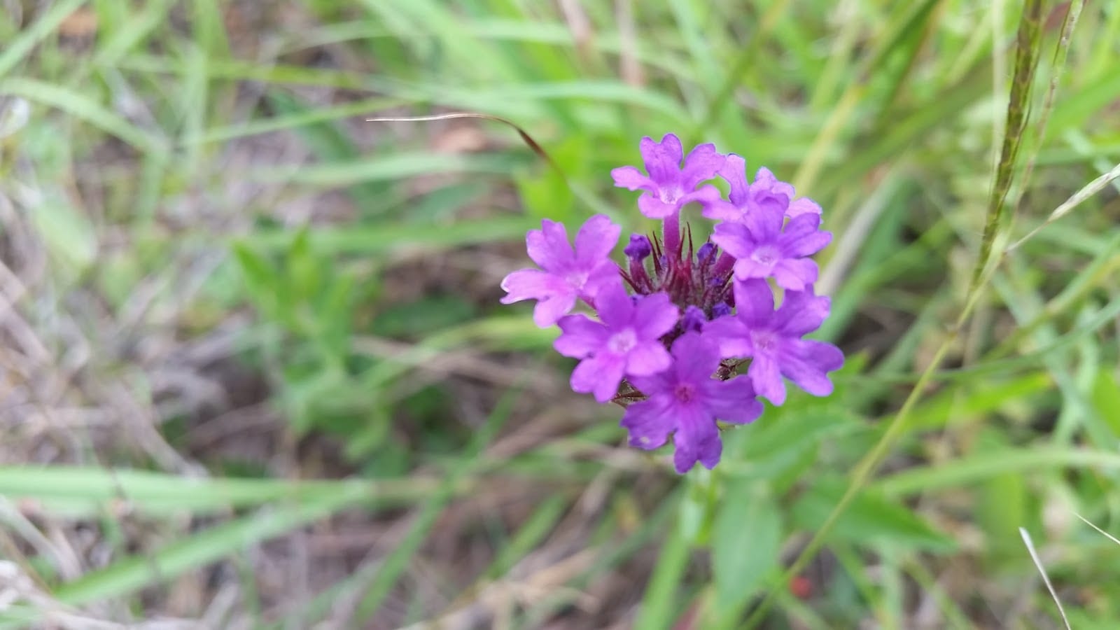 Park Spring Recreation Park, photo 3