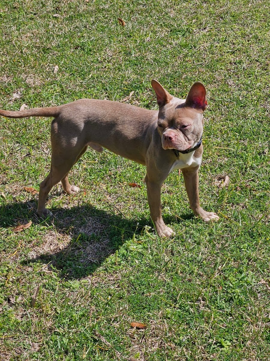 K9 Corner, photo 2